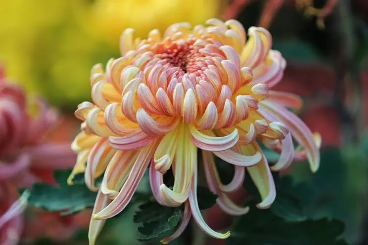 重阳丨深情不及久伴，厚爱无需多言。(图2)